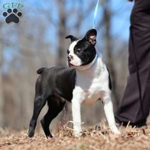 Boots, Boston Terrier Puppy